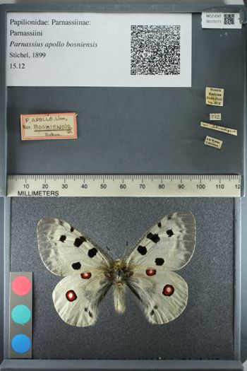 Media type: image;   Entomology 175171